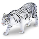White tiger